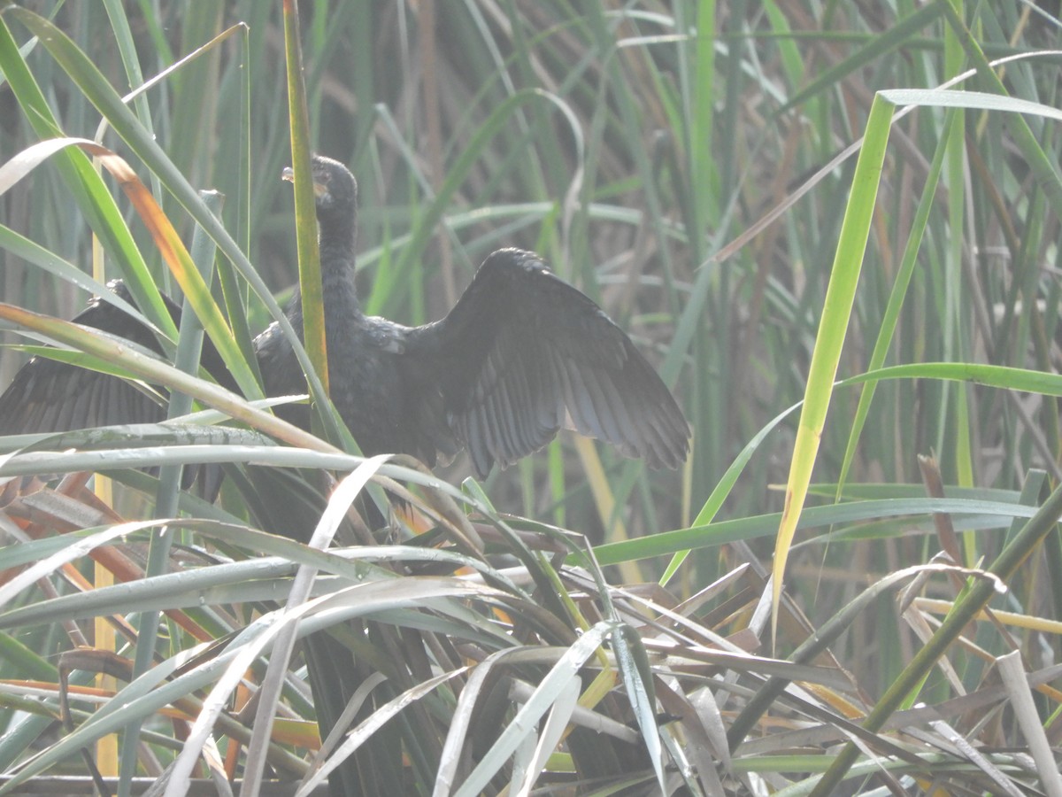 Long-tailed Cormorant - ML169104091