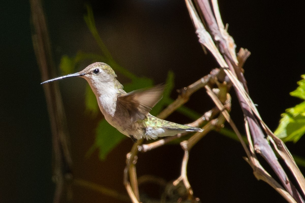 Broad-tailed Hummingbird - ML169105801