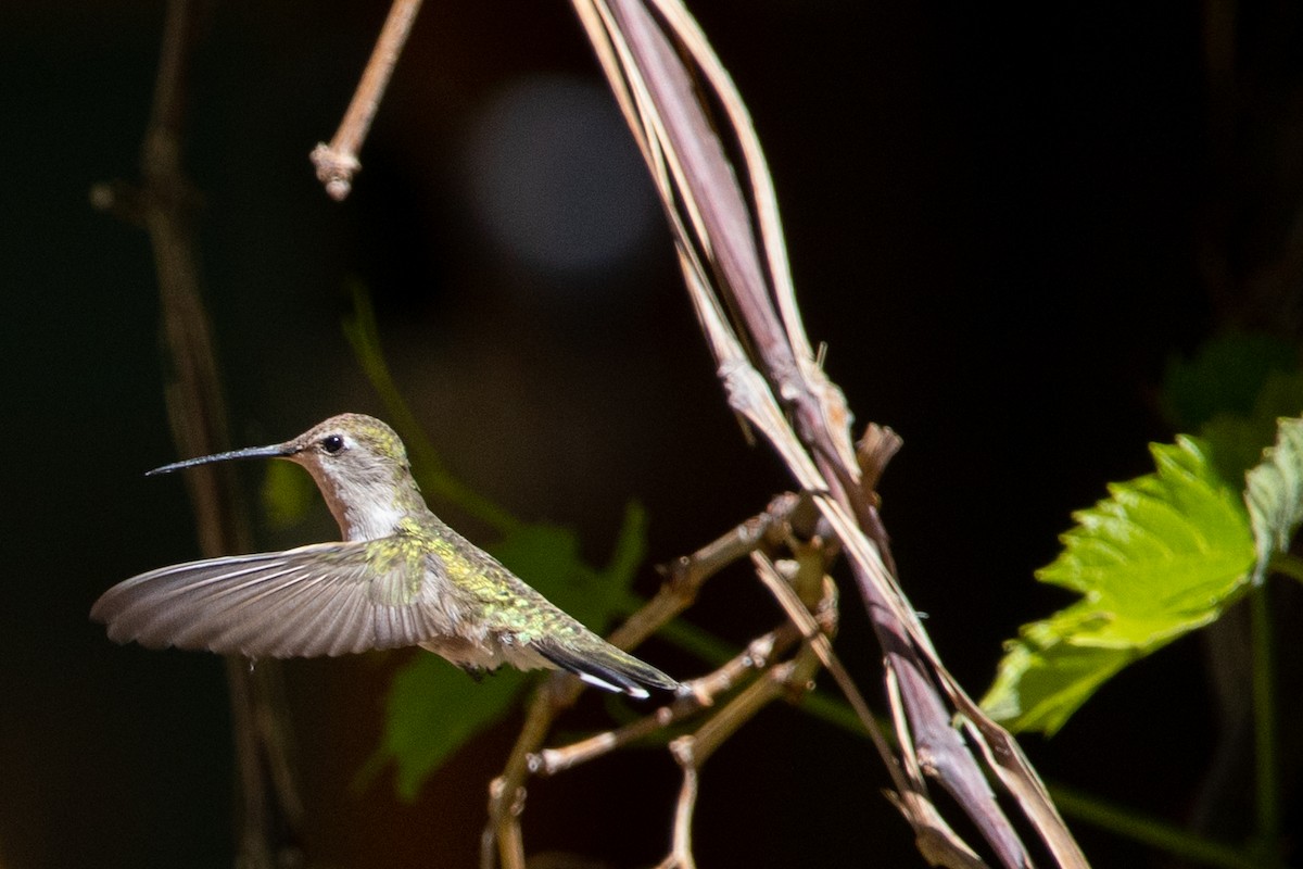 Broad-tailed Hummingbird - ML169105811