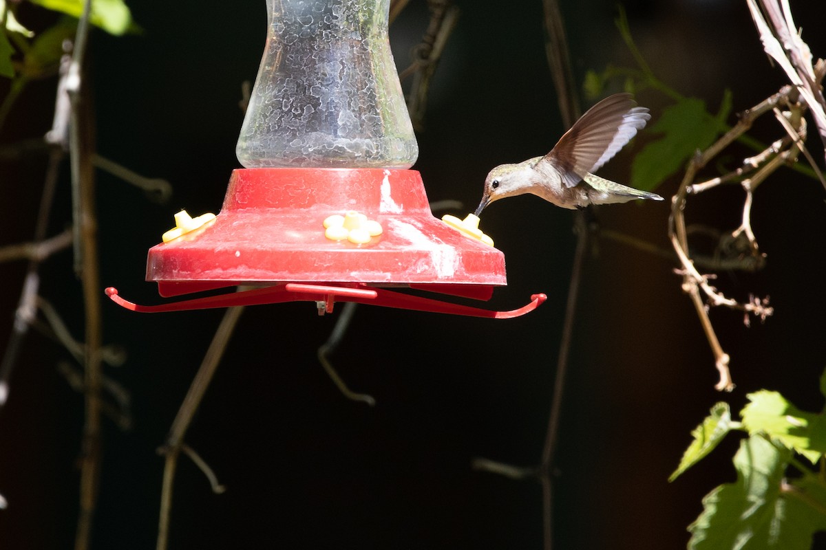 Broad-tailed Hummingbird - ML169105821