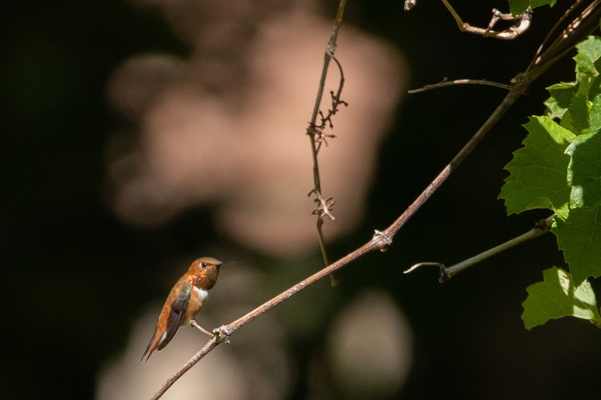 Rufous Hummingbird - ML169105841