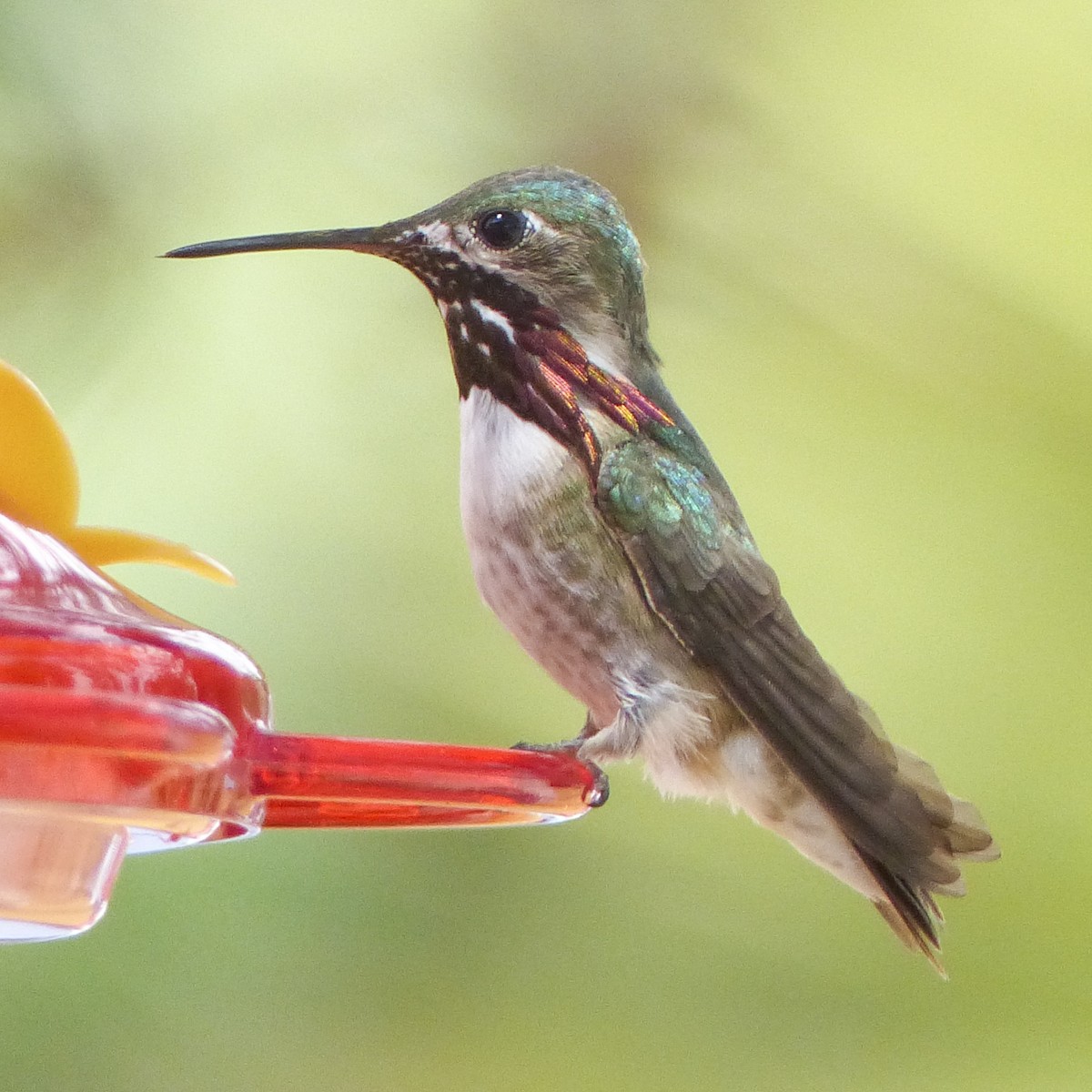 Calliope Hummingbird - Michael Greer