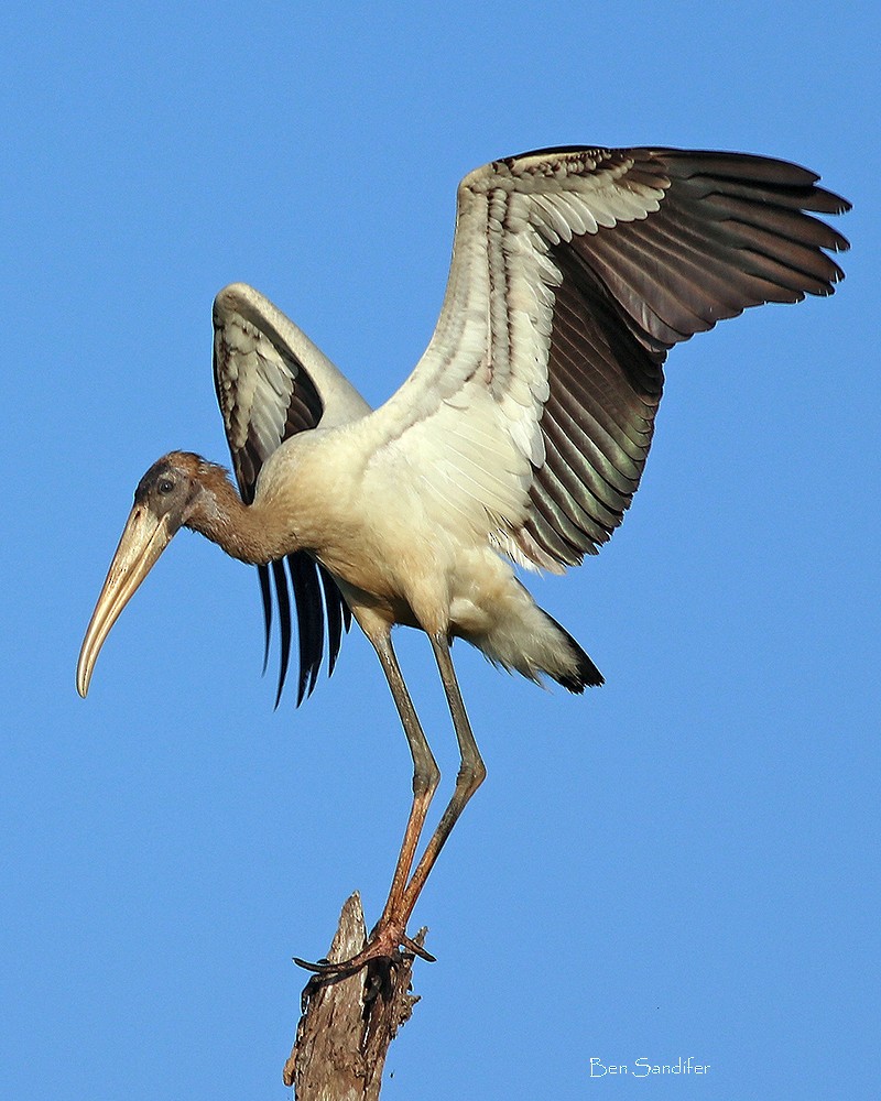 Wood Stork - Ben Sandifer