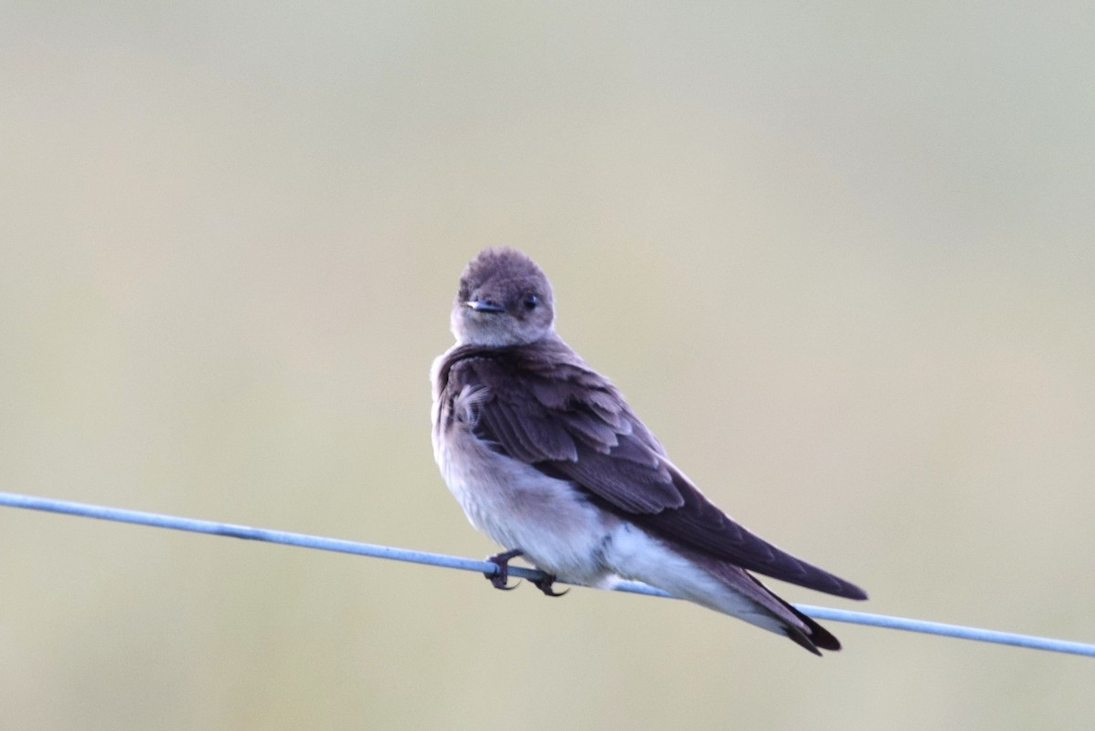 Northern Rough-winged Swallow - irina shulgina