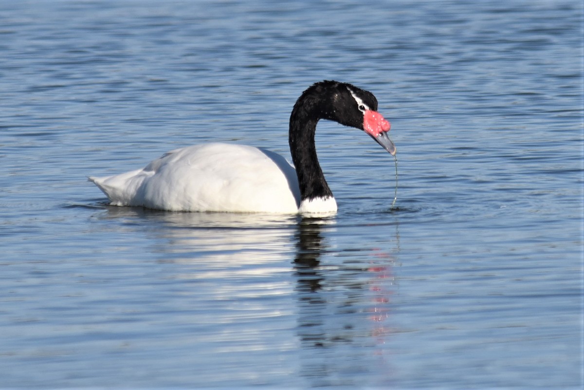 Black-necked Swan - Bruce Mast