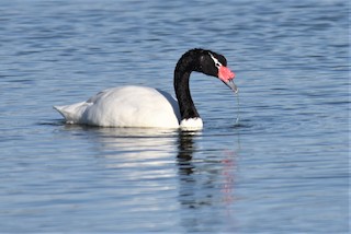 Black-necked Swan, ML169123311