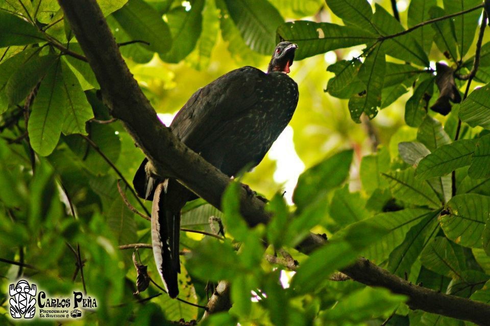 Crested Guan - ML169127761