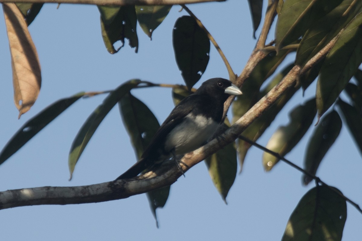 Cone-billed Tanager - ML169132971