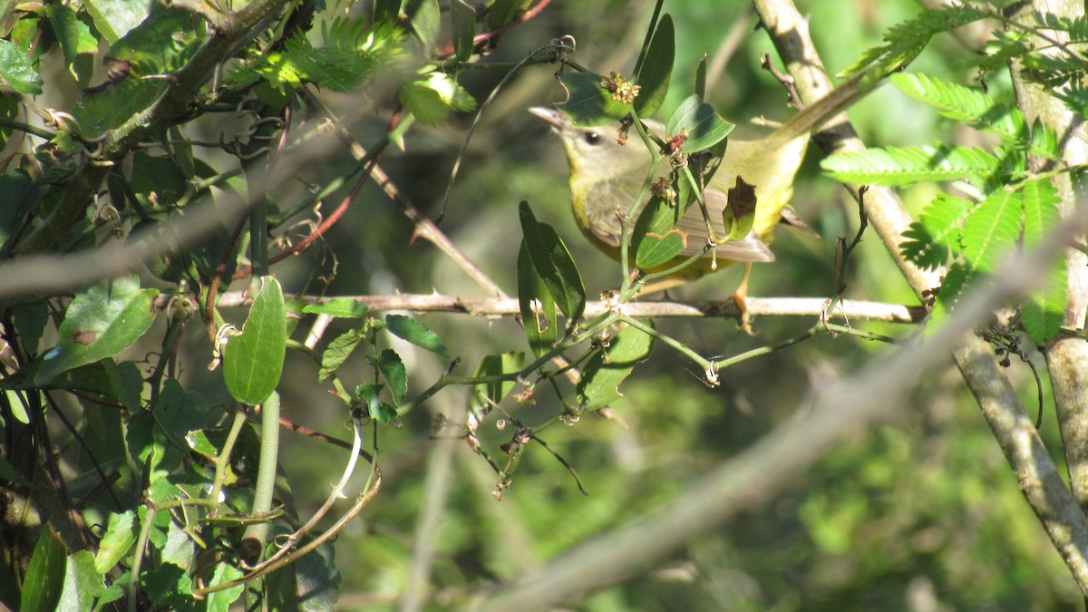 Golden-crowned Warbler - ML169140191