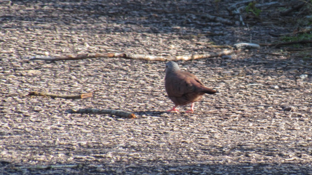 Ruddy Ground Dove - ML169140291