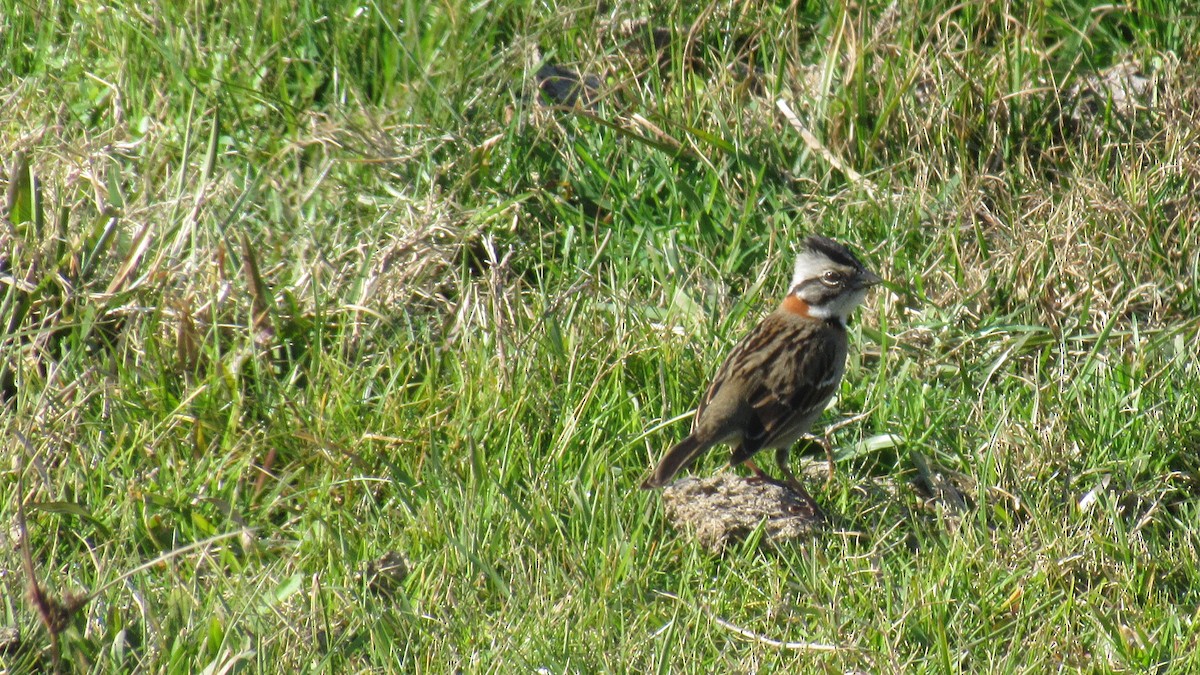 Rufous-collared Sparrow - ML169141091