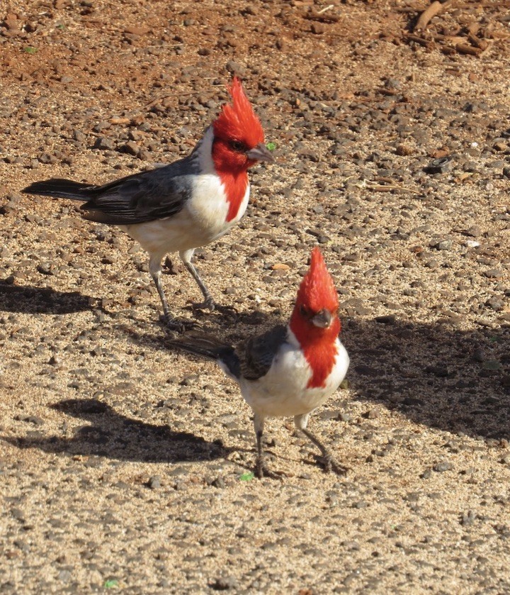 Red-crested Cardinal - ML169142891