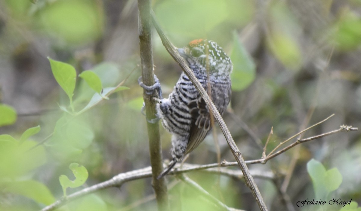 White-barred Piculet - ML169144611