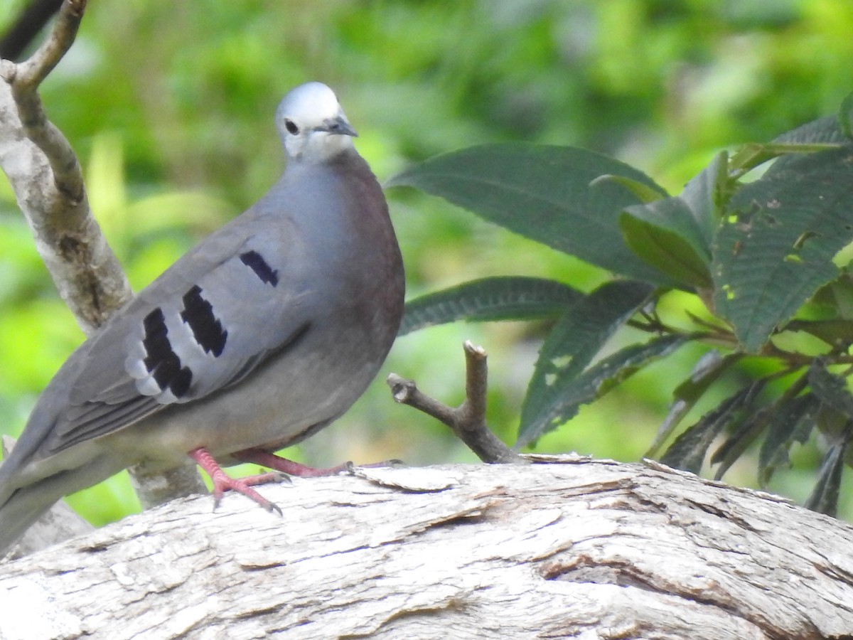 Maroon-chested Ground Dove - ML169144851