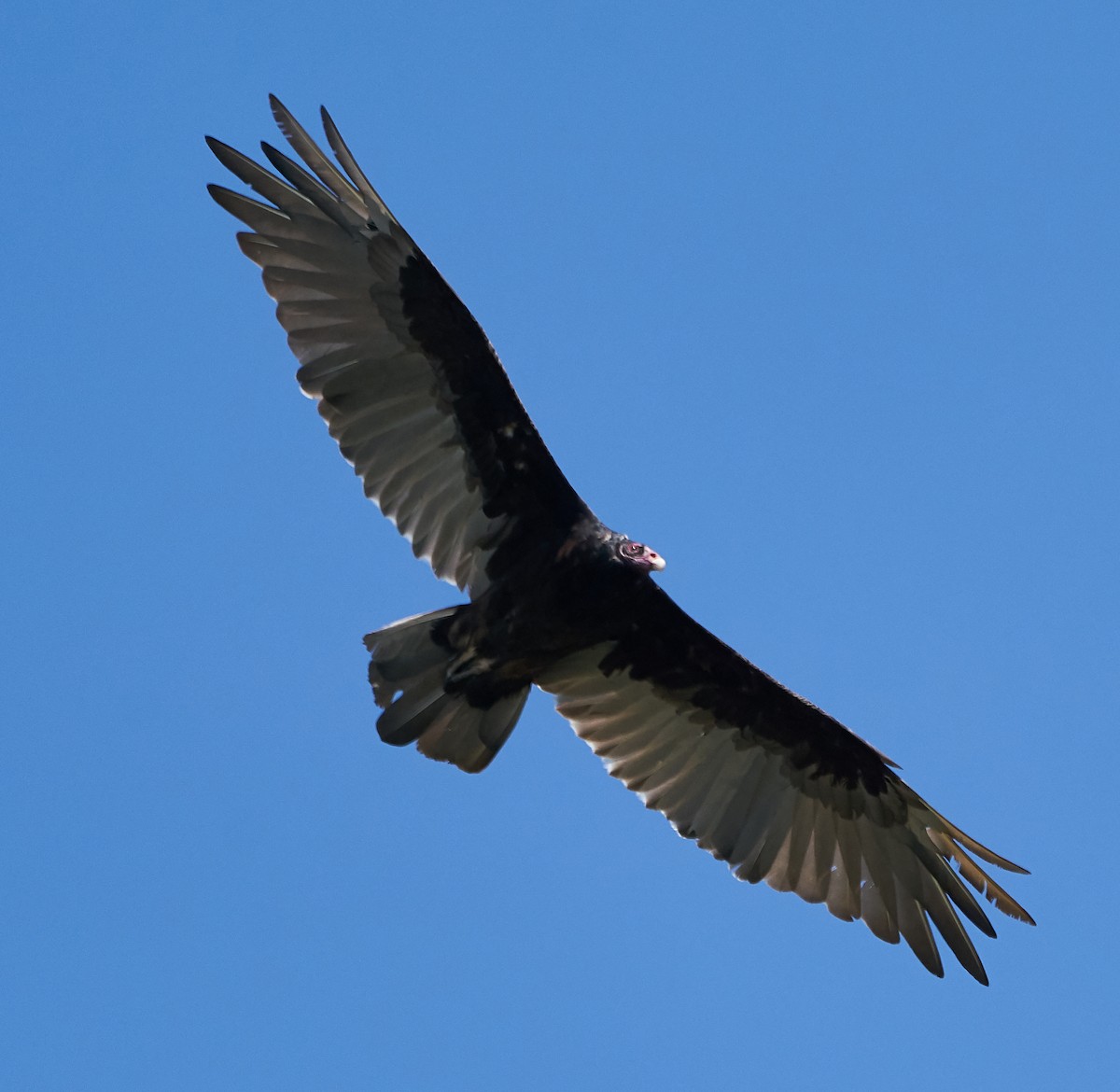 Turkey Vulture - Brooke Miller