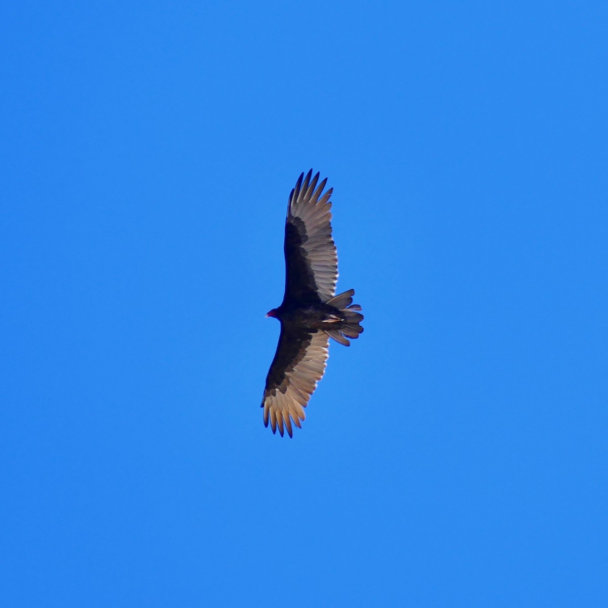 Turkey Vulture - ML169147321