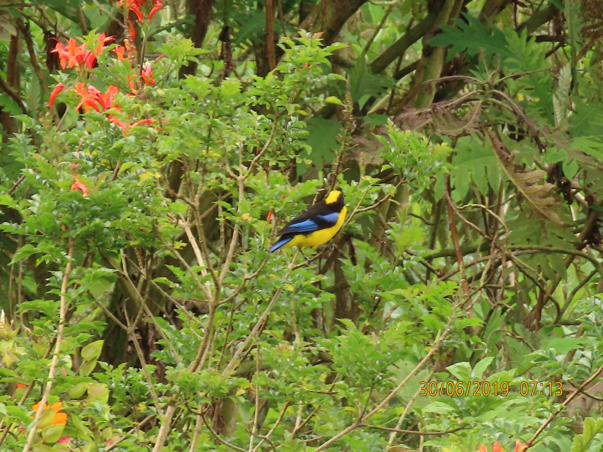 Blue-winged Mountain Tanager - ML169150241