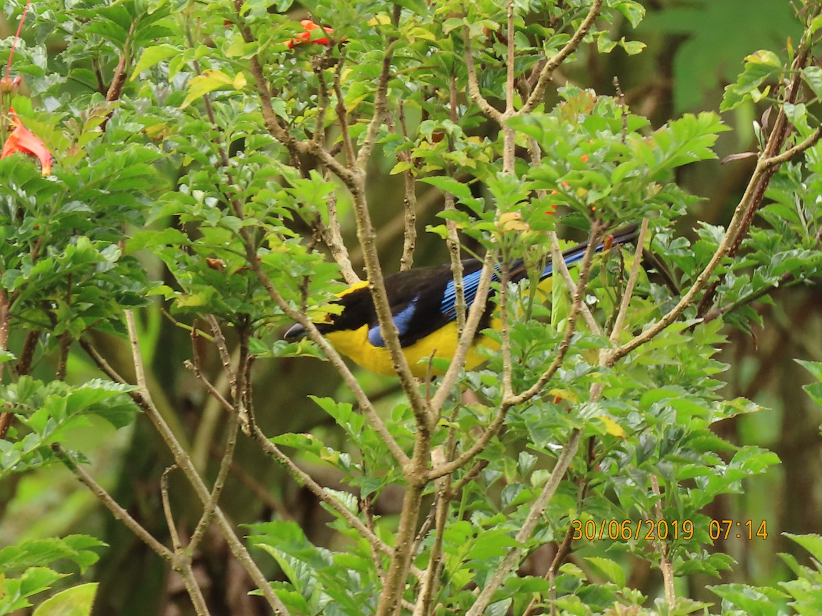 Blue-winged Mountain Tanager - ML169150341