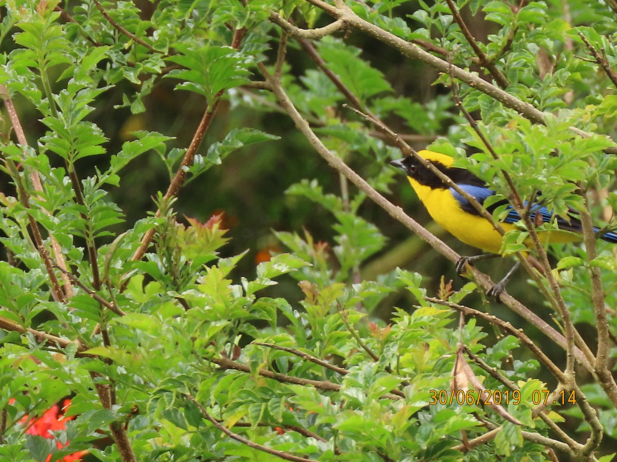 Blue-winged Mountain Tanager - ML169150421