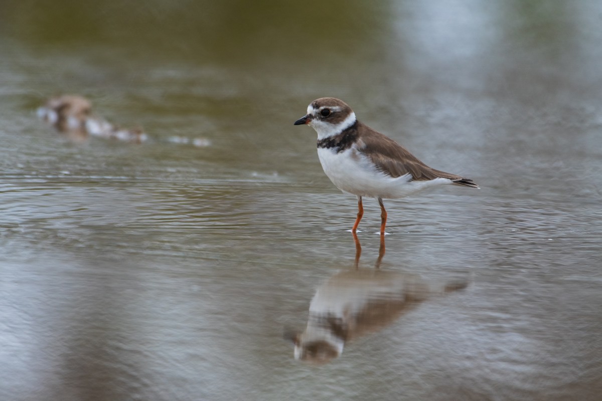 Semipalmated Plover - ML169152381