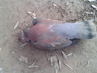 Chilean Pigeon, ML169156741