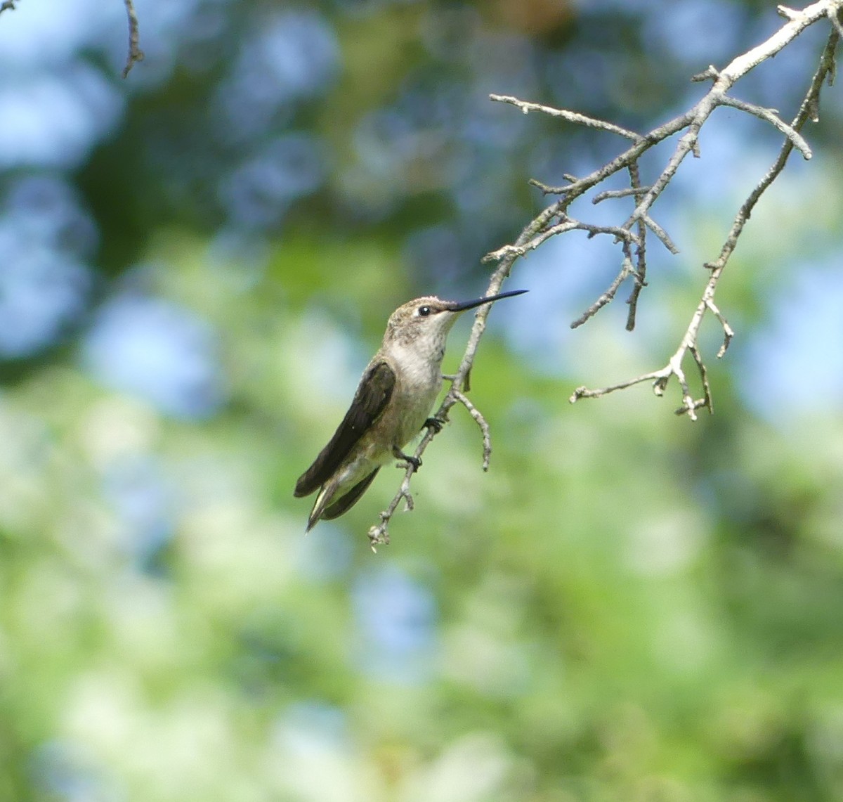 Ruby-throated Hummingbird - Shelia Hargis