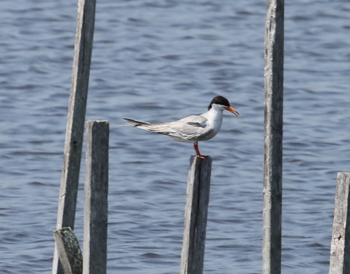 Forster's Tern - Phil Kenny
