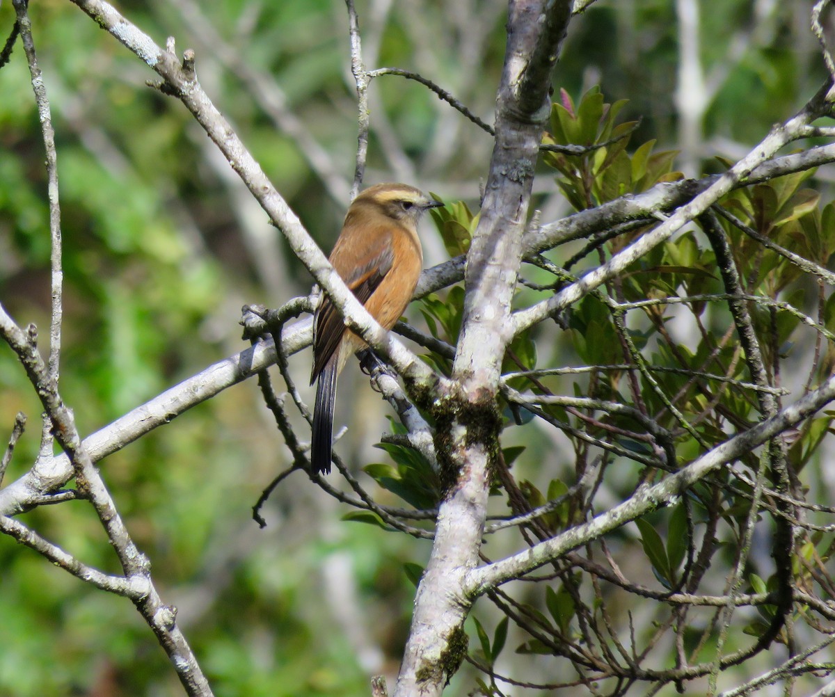 Brown-backed Chat-Tyrant - ML169161951