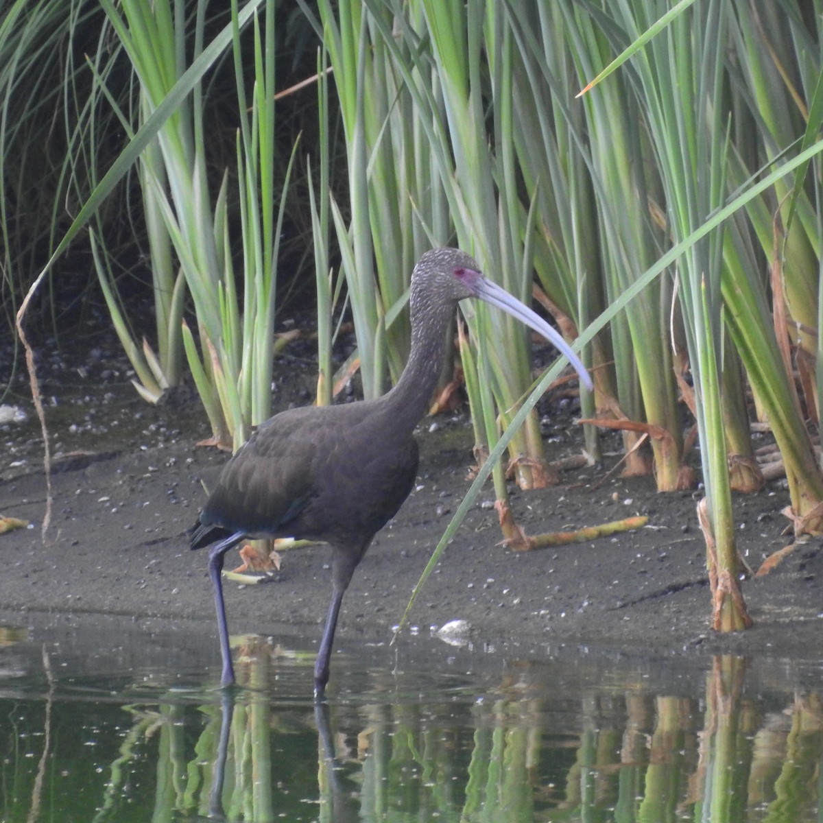 ibis americký - ML169163201