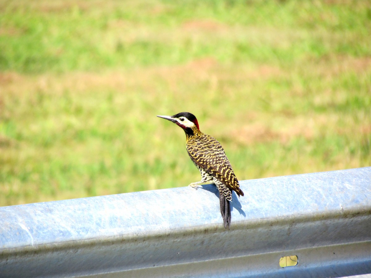 Green-barred Woodpecker - ML169164851