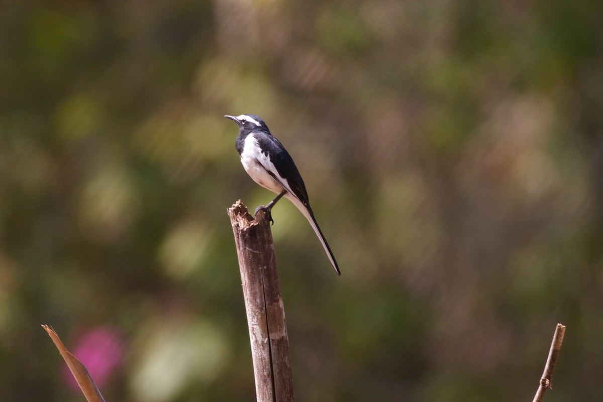 White-browed Wagtail - ML169168161