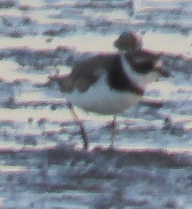 Semipalmated Plover - ML169169141