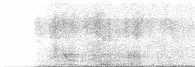 Black-tailed Oriole - ML169175621