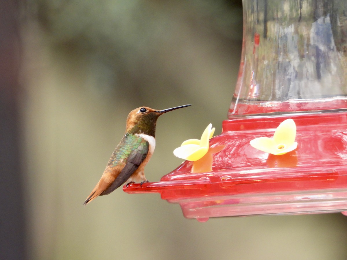 Allen's Hummingbird - Lorrie Lowrie
