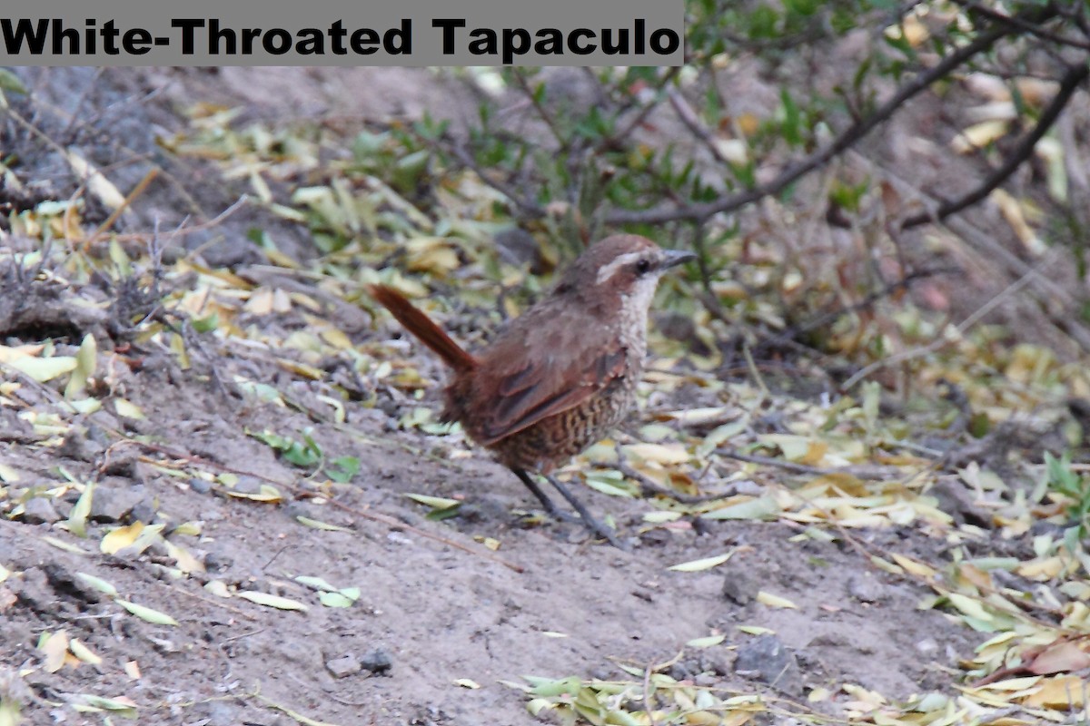 White-throated Tapaculo - Butch Carter