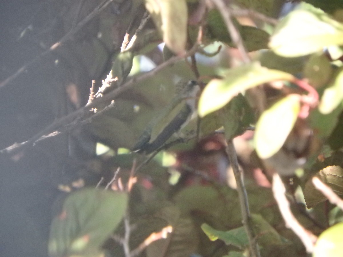 Broad-tailed Hummingbird - ML169179461