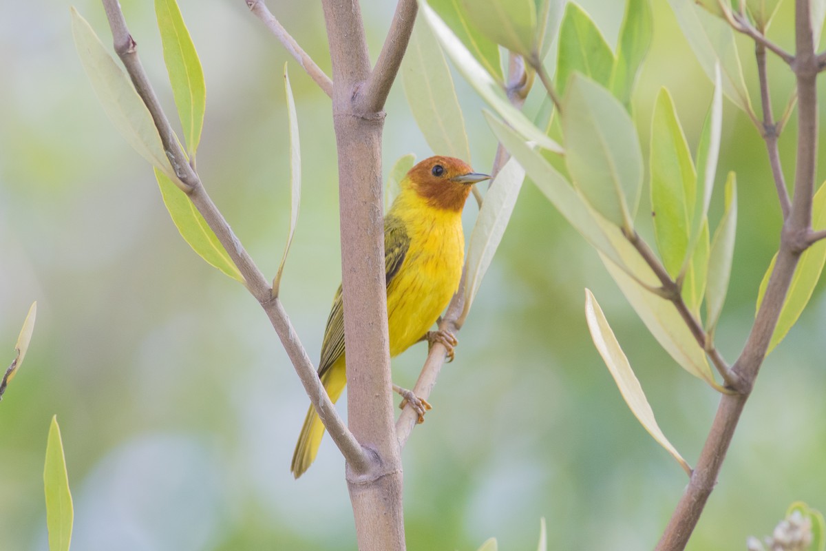 Yellow Warbler (Mangrove) - ML169185001