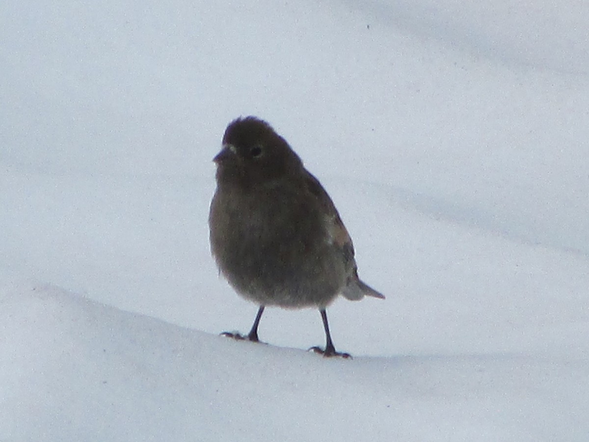 Gray-crowned Rosy-Finch - ML169185491