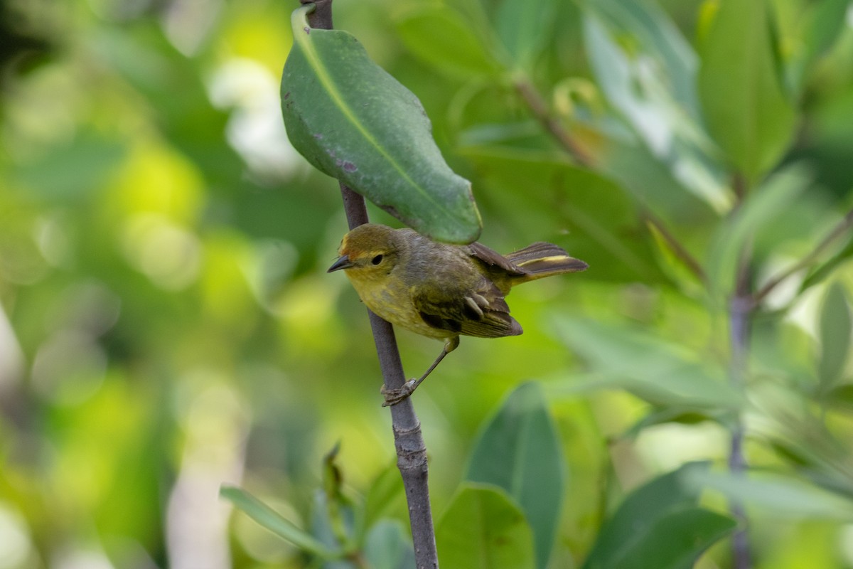 Yellow Warbler (Mangrove) - ML169185661