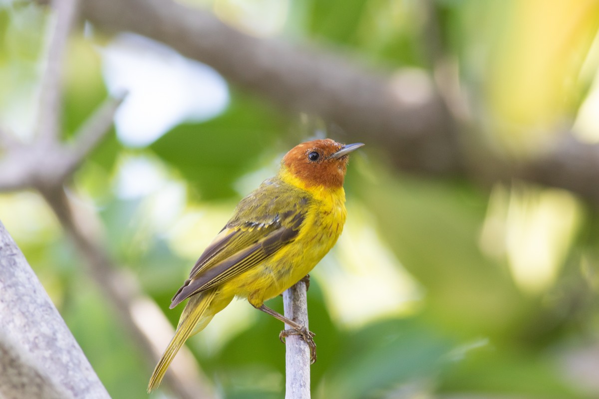 Yellow Warbler (Mangrove) - ML169185671