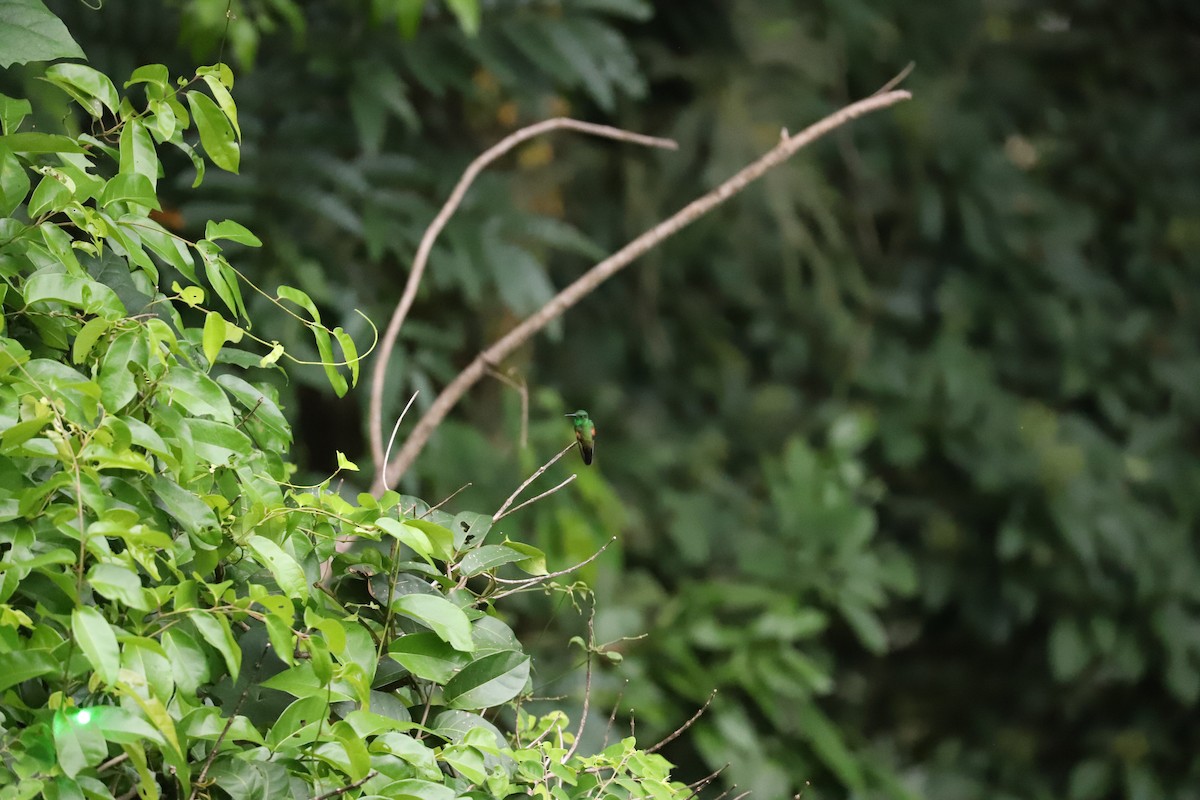 Stripe-tailed Hummingbird - ML169186031