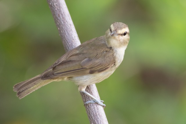 Yucatan Vireo - eBird