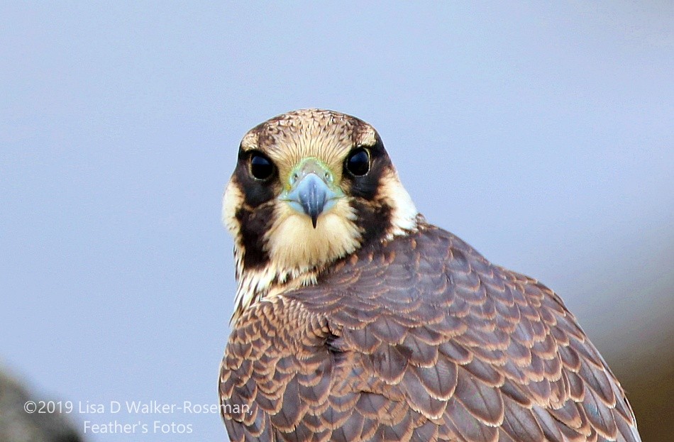 Peregrine Falcon (Tundra) - ML169186251