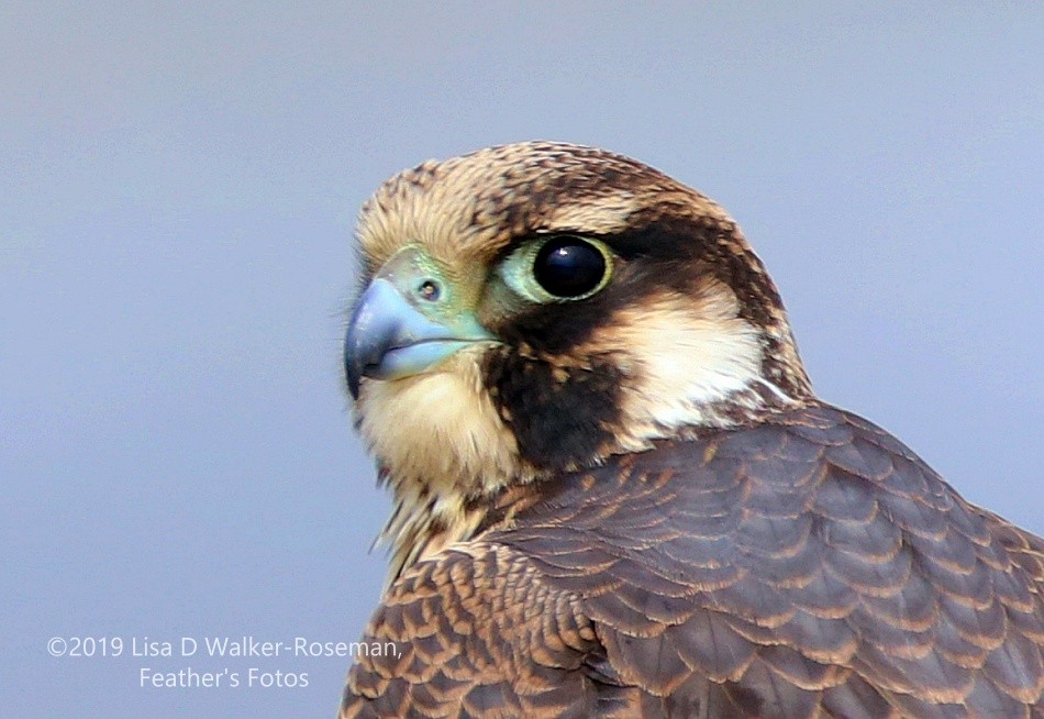 Peregrine Falcon (Tundra) - ML169186261