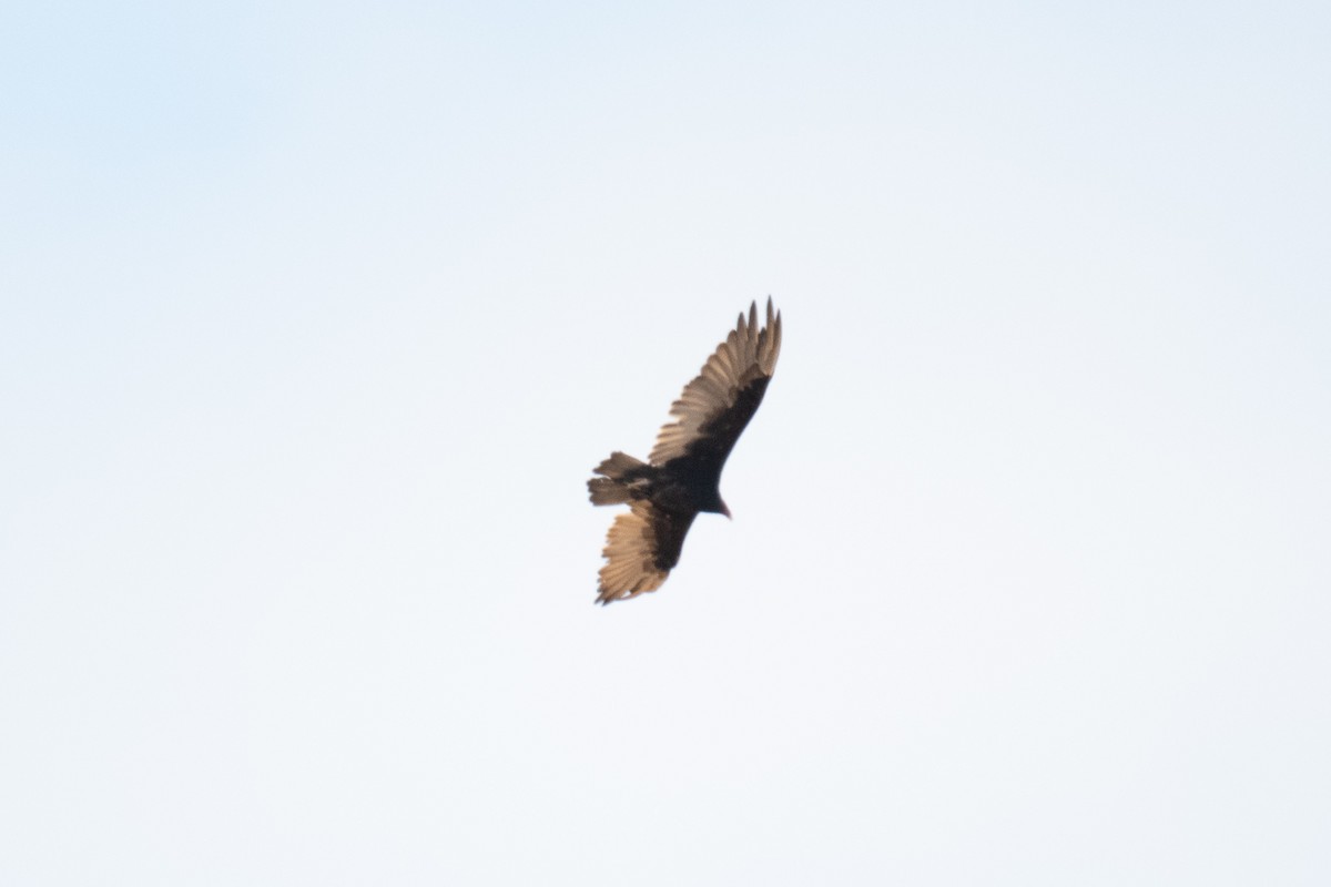 Turkey Vulture - ML169188081