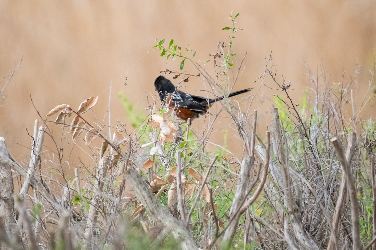 Spotted Towhee - ML169188901