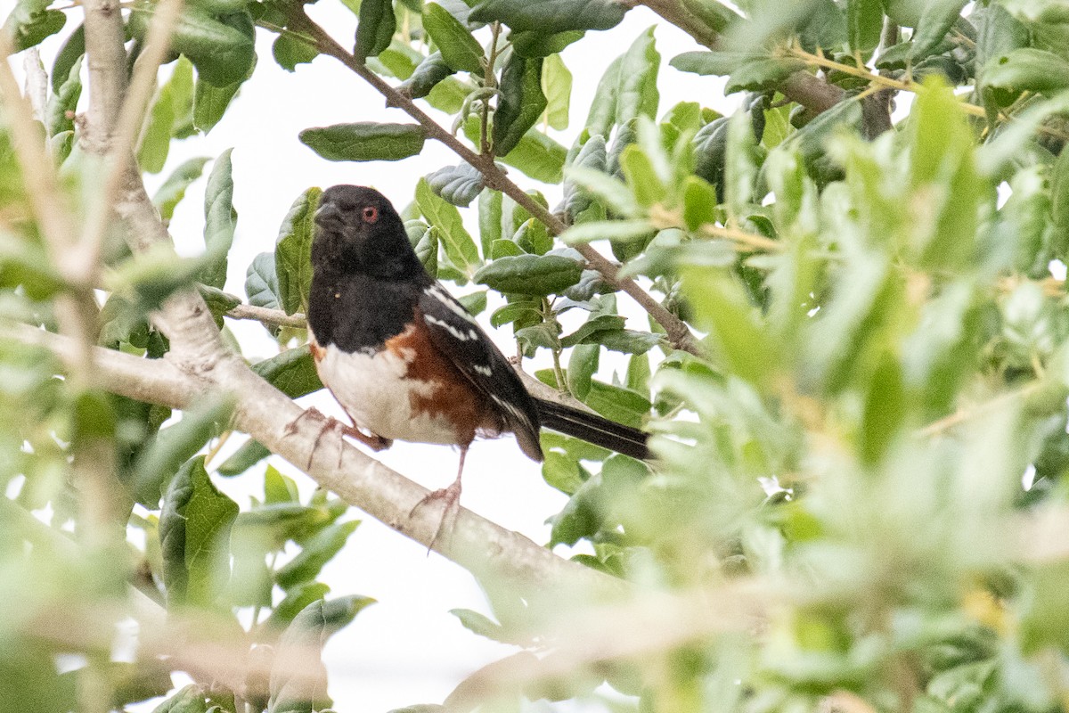 Spotted Towhee - ML169188911