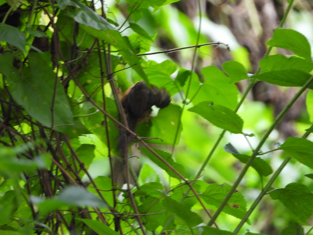 Tawny-bellied Babbler - ML169194121