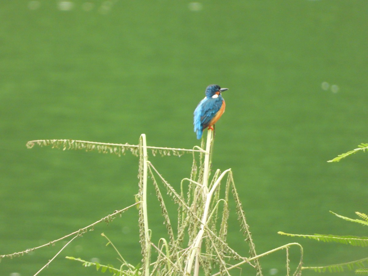 Common Kingfisher - Chandra S