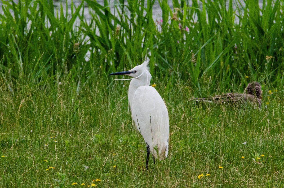 Little Egret - Antoon De Vylder